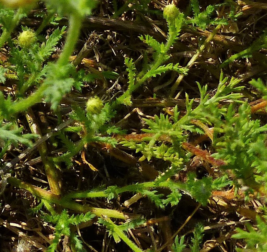 Asteracea romane  - Cladanthus mixtus e Anacyclus radiatus